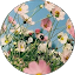 Profile photo of Nikita G