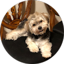 Profile photo of Sulma Sosa