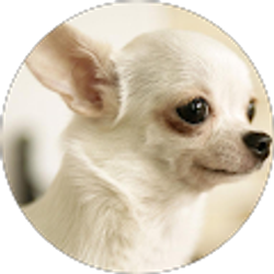 Profile photo of vi truong