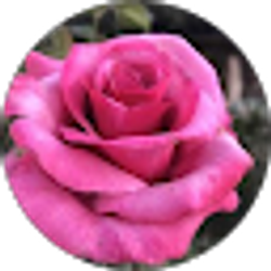 Profile photo of AshleyLynn SwanBrand (LT)