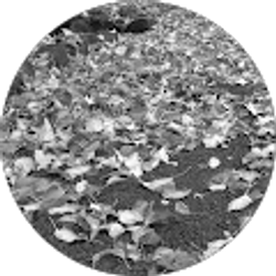 Profile photo of Quran Smith