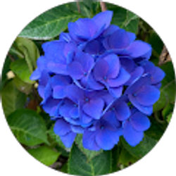 Profile photo of Paula Lobdell