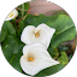 Profile photo of Citlaly Mendoza