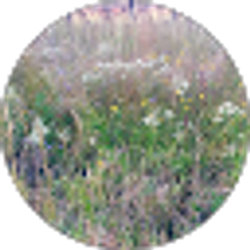 Profile photo of Trishna Dass