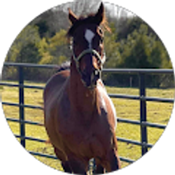 Profile photo of Serenity Stables