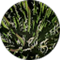 Profile photo of Geo Wal
