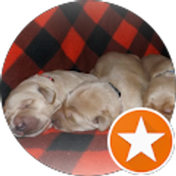 Profile photo of Green Valley Goldens