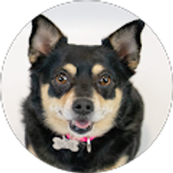 Profile photo of C A Smith