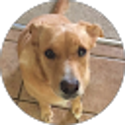 Profile photo of Amanda Harrison