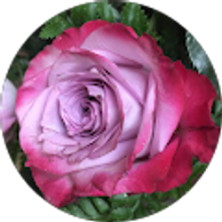 Profile photo of Karen Bannister