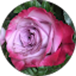 Profile photo of Karen Bannister