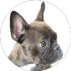 Profile photo of Sushi Ahn