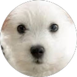 Profile photo of Bianca Rodriguez