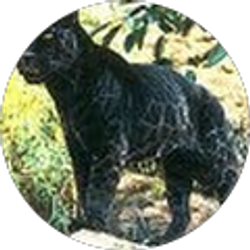 Profile photo of Jessica Lanzaro