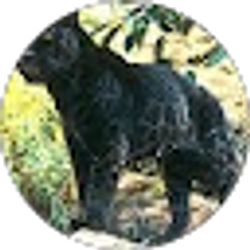 Profile photo of Jessica Lanzaro