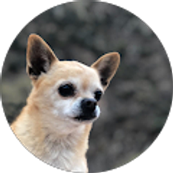 Profile photo of Alba Baeza