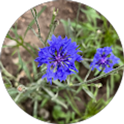 Profile photo of Kiwi_1 9