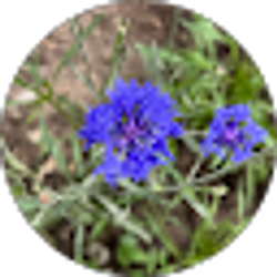 Profile photo of Kiwi_1 9