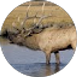 Profile photo of Wade Robertson