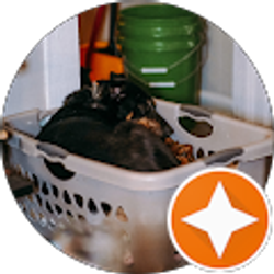 Profile photo of A. Watson