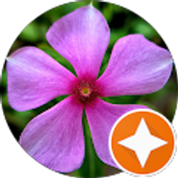 Profile photo of A L