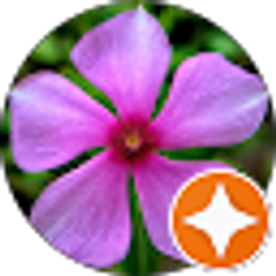 Profile photo of A L