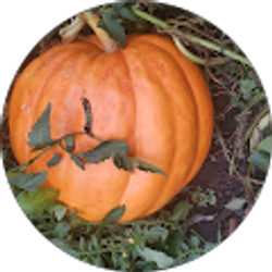 Profile photo of Crystal McClish