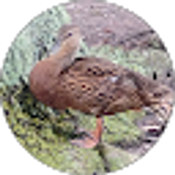 Profile photo of Valarie Lynn Singleton