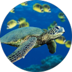 Profile photo of Stephen Treat