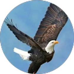 Profile photo of Mohammad Jawad Mohammadi