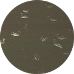 Profile photo of Van Strahl