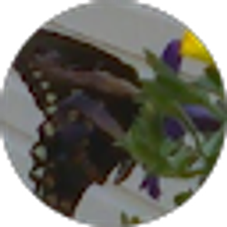 Profile photo of Linda Phillips
