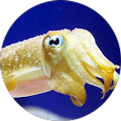 Profile photo of Teaghan Shackelford