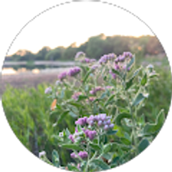 Profile photo of AlreadyNotYet