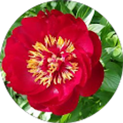 Profile photo of Tammy Matlock