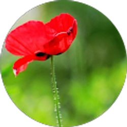 Profile photo of Angela Wan