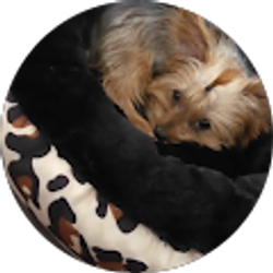 Profile photo of Susan McCarthy