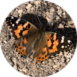 Profile photo of Mckenzie Dimond