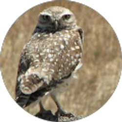 Profile photo of Carl Clinesmith