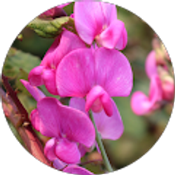 Profile photo of Kimberly Berger