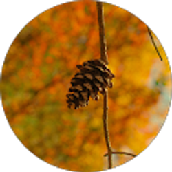 Profile photo of Shantytown 22