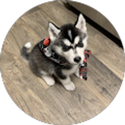 Profile photo of Trunks the Siberian Husky puppy !!!