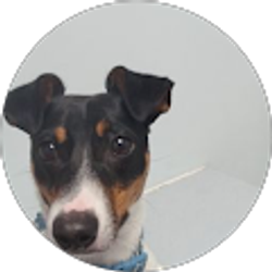 Profile photo of Renee Ferreras