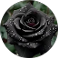 Profile photo of R&D Rose