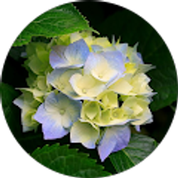 Profile photo of Arlene Williamson