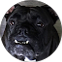 Profile photo of Dawn Reed