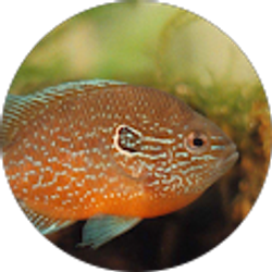 Profile photo of Jonahs Aquarium