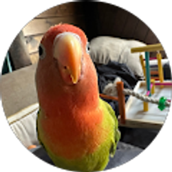 Profile photo of Karen McCormack