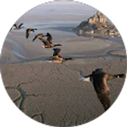 Profile photo of Freda denson