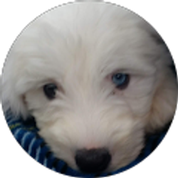 Profile photo of Trysten Hyder